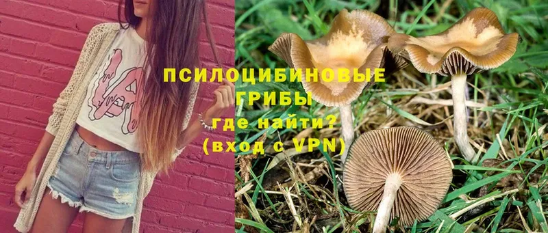 Галлюциногенные грибы Magic Shrooms  дарк нет официальный сайт  Нестеровская 